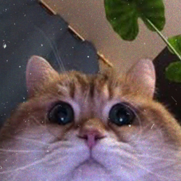 Meet your Posher, Roxy - Picture 1 of 1